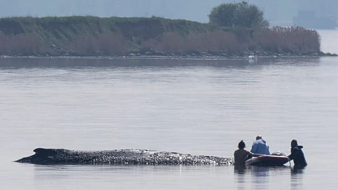 Rescuers in Germany prepare to save sick humpback whale named Timmy Rescuers in Germany prepare to save sick humpback whale named Timmy