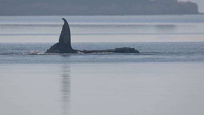 Authorities confirm dead whale stranded in Denmark is humpback "Timmy"