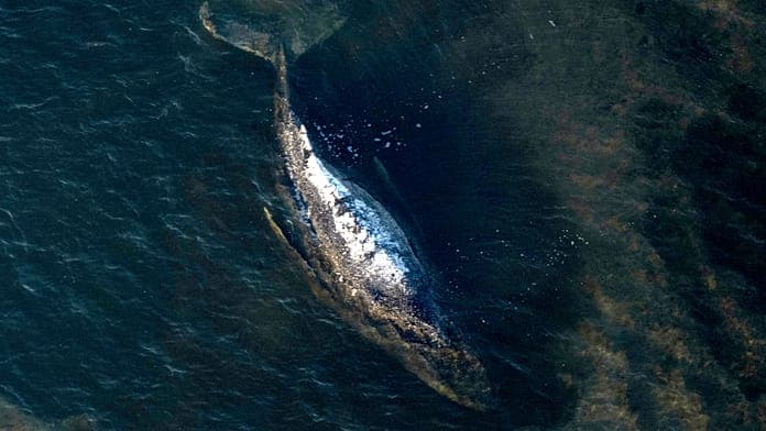 Rescuers release humpback whale from Baltic Sea near Poel island Rescuers release humpback whale from Baltic Sea near Poel island