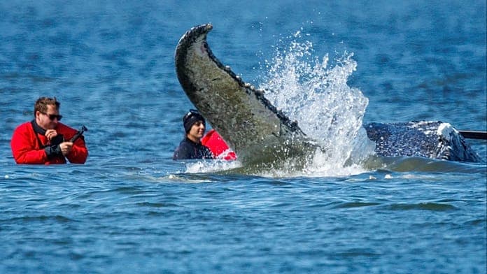 German rescuers transport stranded humpback whale to deeper waters