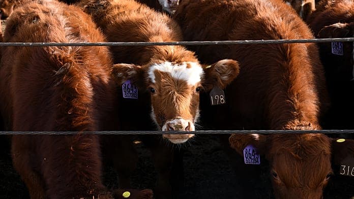 Farmer reports 48 cattle theft in Brandenburg amid rising livestock crime