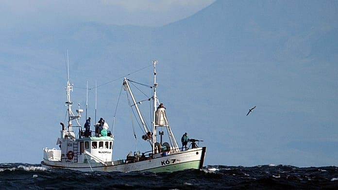 Iceland resumes whaling, killing two fin whales off its coast