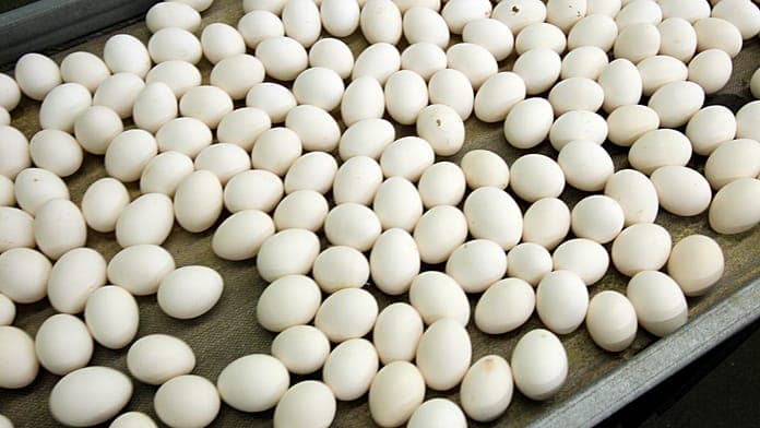 Belgium reports 306 salmonella cases linked to Laerco egg contamination Belgium reports 306 salmonella cases linked to Laerco egg contamination