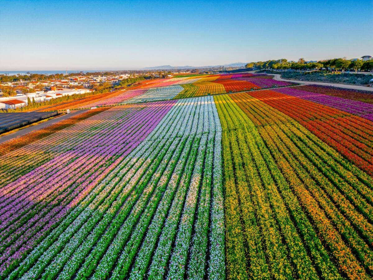Beautiful flower fields in California officially open