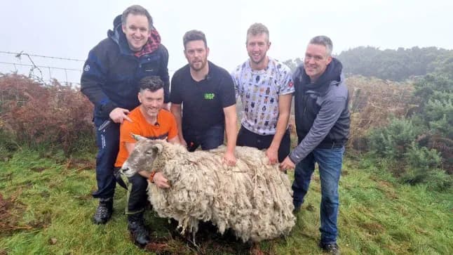 Britain's 'loneliest sheep' set to have twins after two years of losing weight