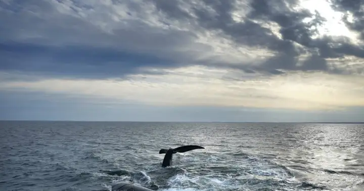 Endangered whale entangled in fishing gear spotted again in Gulf of St. Lawrence Endangered whale entangled in fishing gear spotted again in Gulf of St. Lawrence