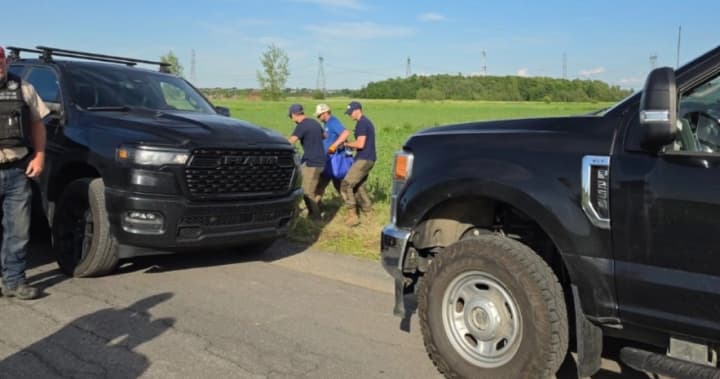 Kangaroo captured following careful operation, Quebec officials confirm Kangaroo captured following careful operation, Quebec officials confirm