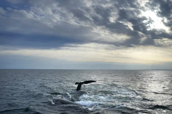 Endangered whale entangled in fishing gear spotted again in Gulf of St. Lawrence