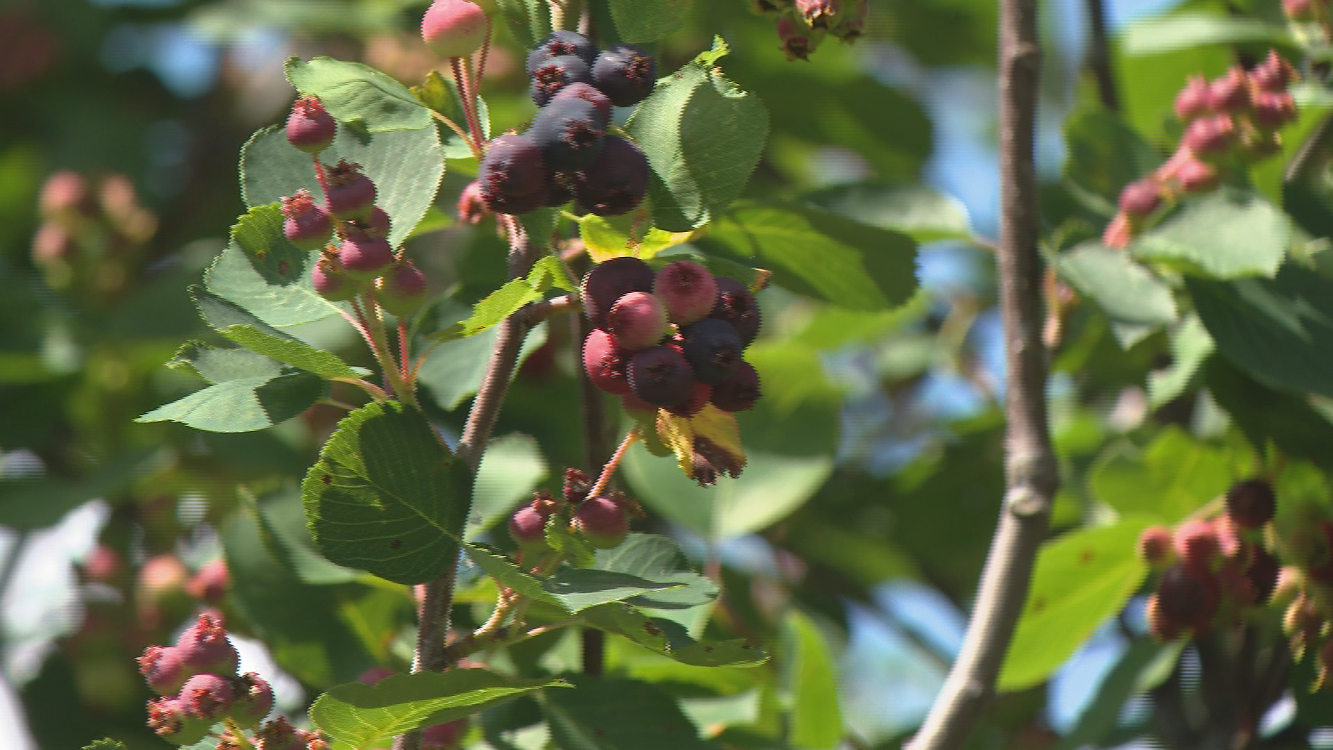 Wet June in Saskatchewan delays Saskatoon berry ripening, benefits haskaps