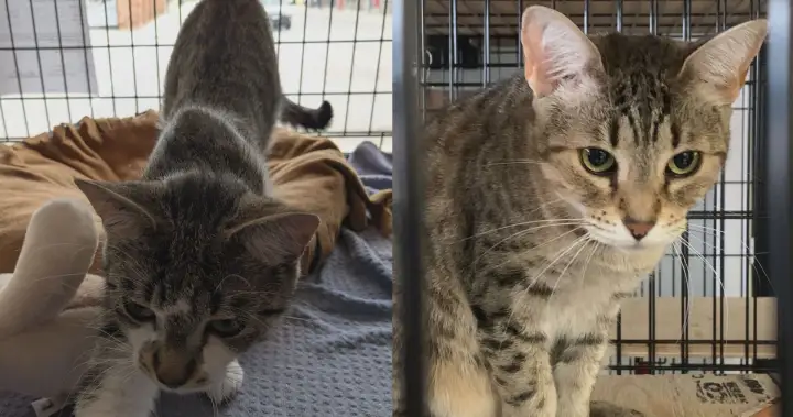 London-area animal rescue burdened with £200,000 bill after cat seizure London-area animal rescue burdened with £200,000 bill after cat seizure