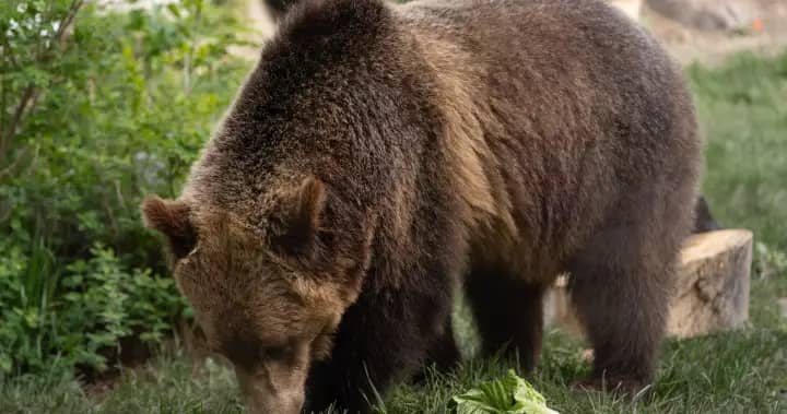 Grizzly bear escapes enclosure at Calgary Zoo before being recaptured