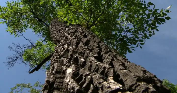 Saskatoon identifies new cases of Dutch elm disease and plans tree removal Saskatoon identifies new cases of Dutch elm disease and plans tree removal