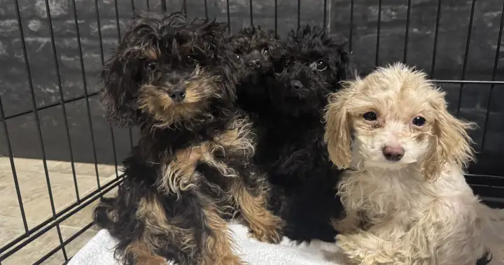 Nearly 100 dogs rescued from a home in Fort McMurray Nearly 100 dogs rescued from a home in Fort McMurray
