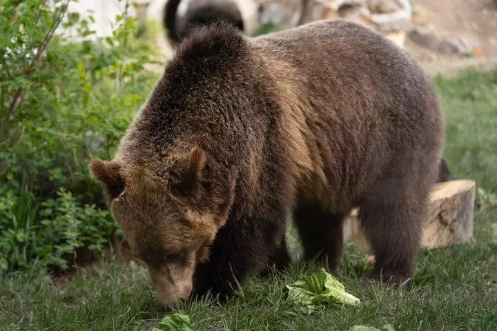 Grizzly bear escapes enclosure at Calgary Zoo before being recaptured