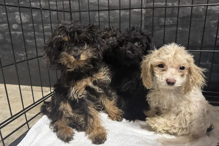 Nearly 100 dogs rescued from a home in Fort McMurray