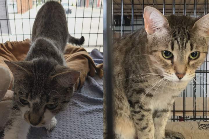 London-area animal rescue burdened with £200,000 bill after cat seizure