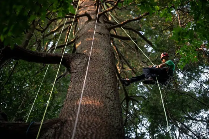 Climbers seek to deepen connection with British Columbia's forests