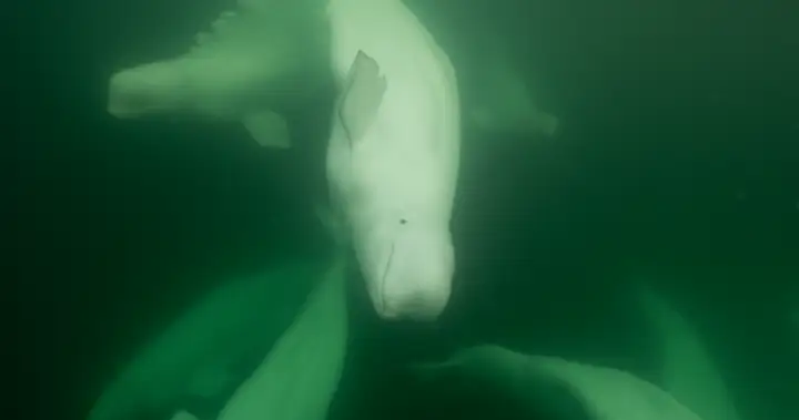 Conservation and education initiatives for polar bears and belugas in Churchill, Man. Conservation and education initiatives for polar bears and belugas in Churchill, Man.