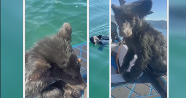 Bear cub rescued from Okanagan Lake confronts uncertain future Bear cub rescued from Okanagan Lake confronts uncertain future