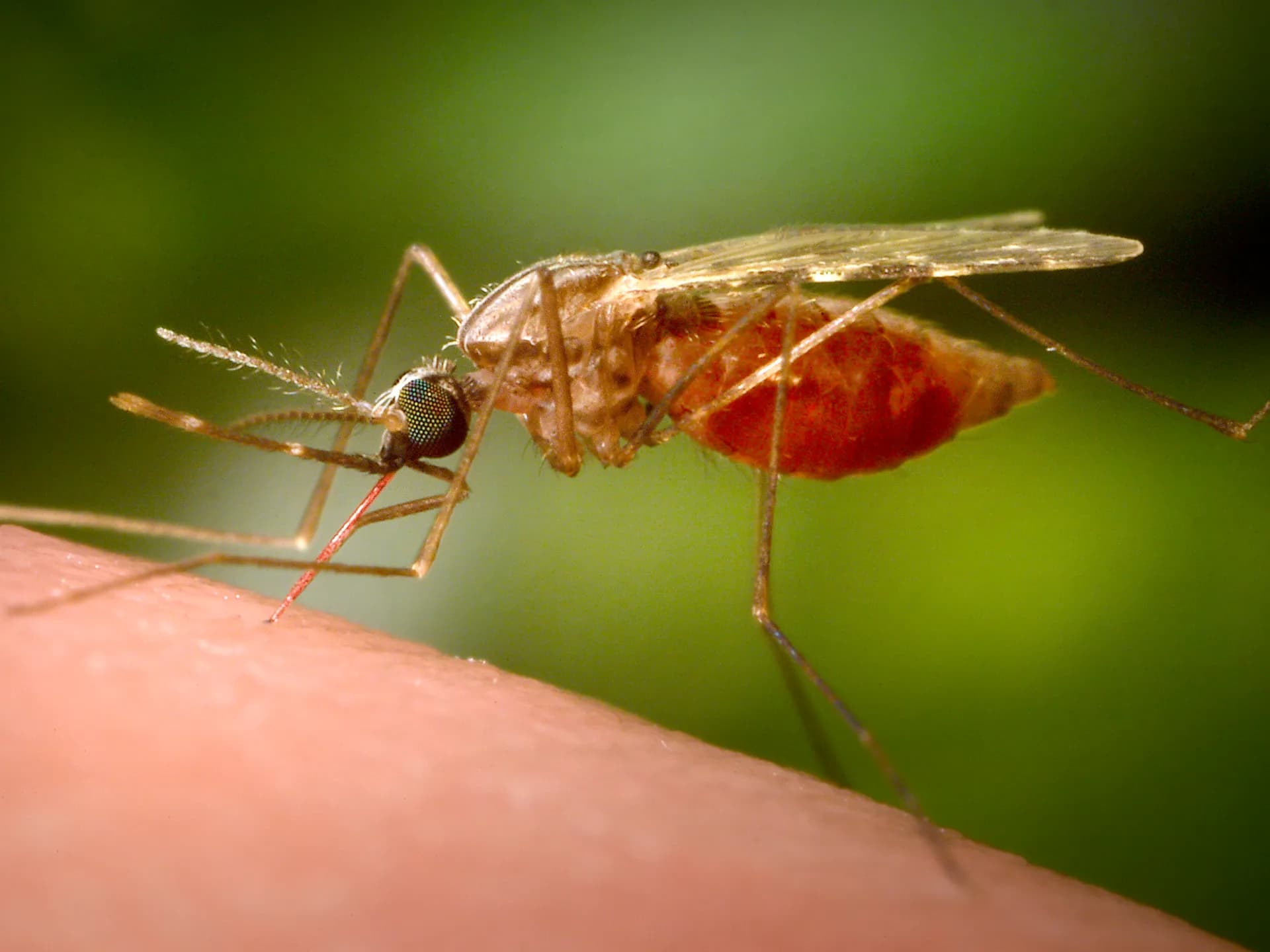 Third person dies from malaria outbreak near Frankfurt Airport Third person dies from malaria outbreak near Frankfurt Airport