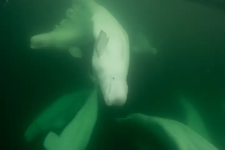 Conservation and education initiatives for polar bears and belugas in Churchill, Man.