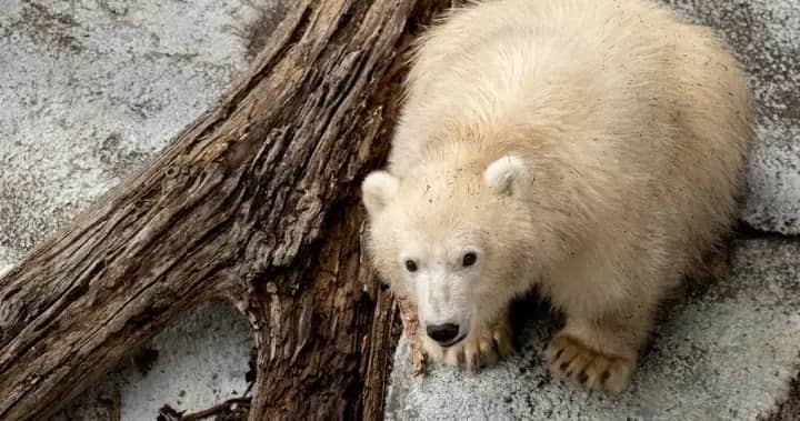 Polar bear cub at Winnipeg zoo ready for visitors as naming poll opens