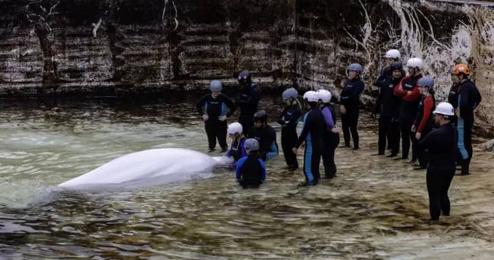 Another whale from Marineland dies at Shedd Aquarium in Chicago