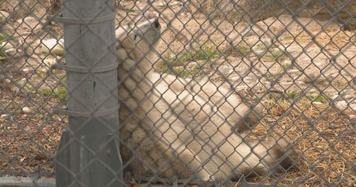 Winnipeg zoo announces new name for polar bear cub after record votes Winnipeg zoo announces new name for polar bear cub after record votes