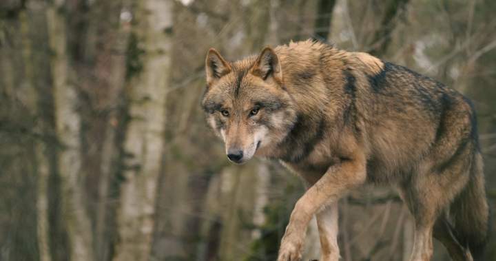 Wolf attack injures contractor in northern Saskatchewan Wolf attack injures contractor in northern Saskatchewan