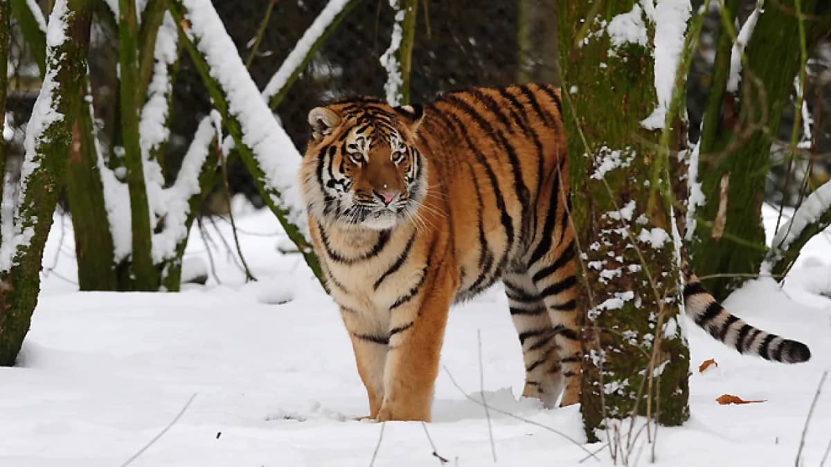 Man dies after entering tiger enclosure at Yorkshire Wildlife Park