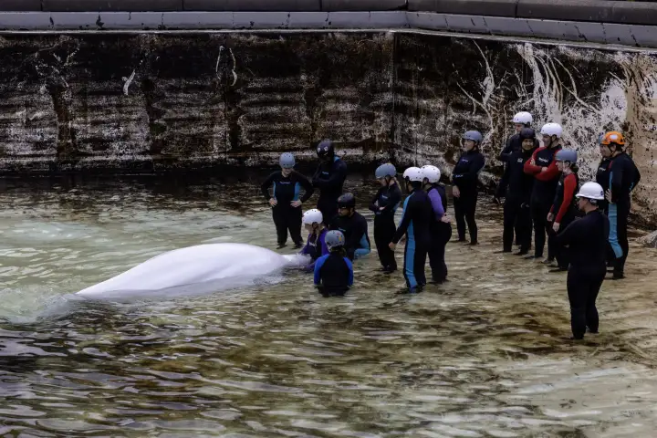 Another whale from Marineland dies at Shedd Aquarium in Chicago