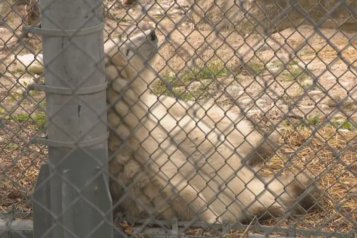 Winnipeg zoo announces new name for polar bear cub after record votes